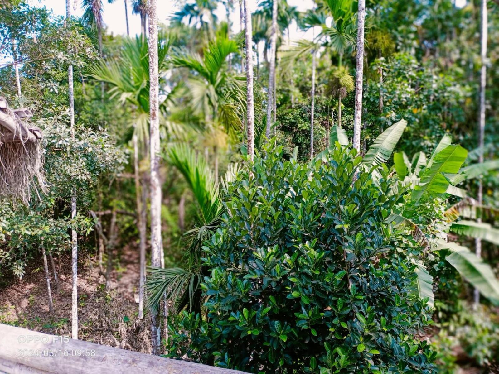 Streaming Valley Independent Coffee Estate *